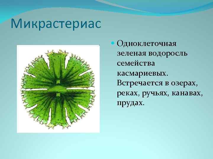  Микрастериас Одноклеточная зеленая водоросль семейства касмариевых. Встречается в озерах, реках, ручьях, канавах, прудах.