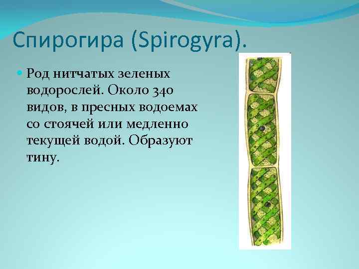 Спирогира (Spirogyra). Род нитчатых зеленых водорослей. Около 340 видов, в пресных водоемах со стоячей