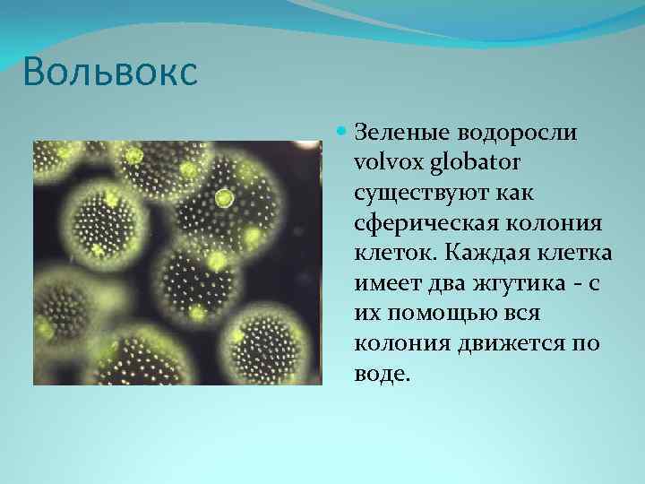 Вольвокс Зеленые водоросли volvox globator существуют как сферическая колония клеток. Каждая клетка имеет два