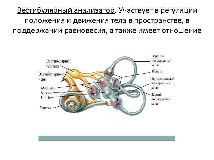 Вестибулярный анализатор. Участвует в регуляции положения и движения тела в пространстве, в поддержании равновесия,