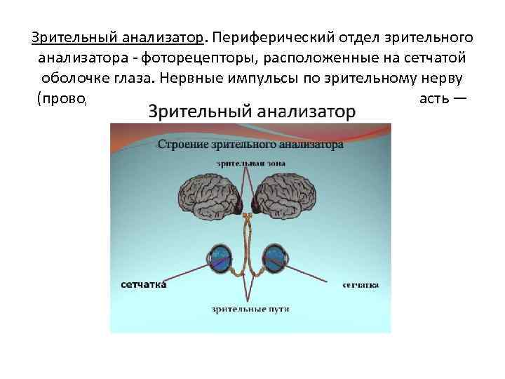 Проводниковый и центральный отделы зрительного анализатора