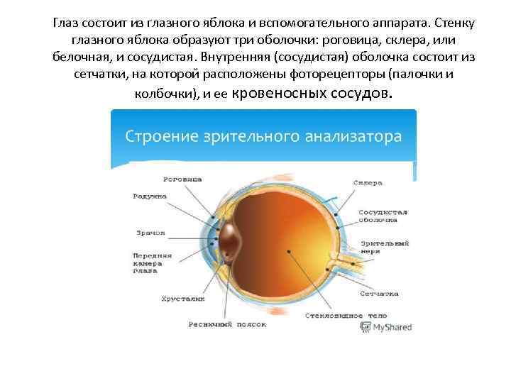 Глаз состоит из глазного яблока и вспомогательного аппарата. Стенку глазного яблока образуют три оболочки: