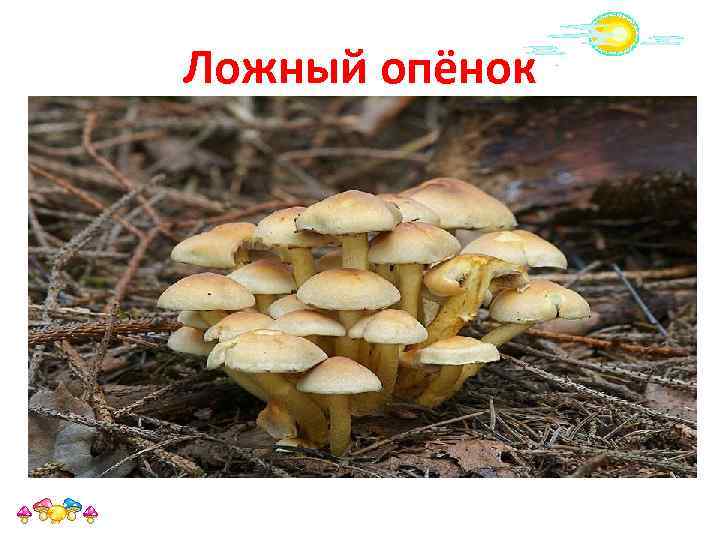 Ложный опёнок • Ложный опёнок, ложноопёнок — название нескольких видов ядовитых или несъедобных грибов,