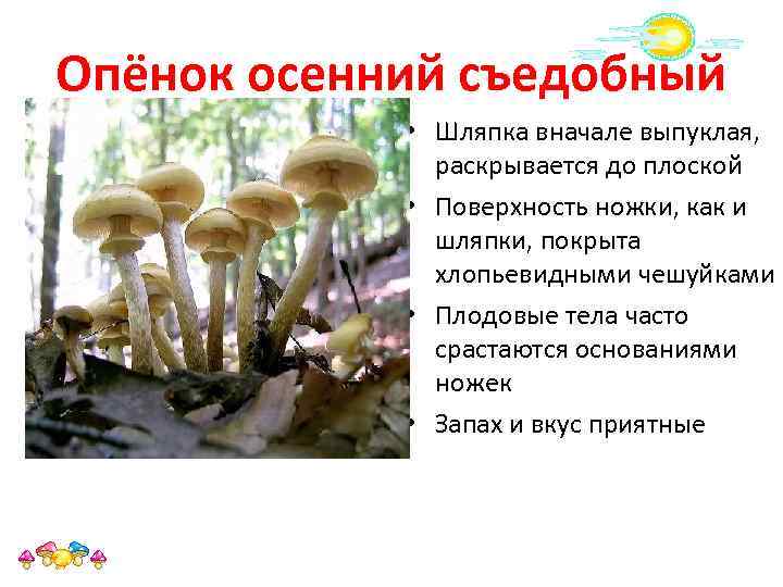 Опёнок осенний съедобный • Шляпка вначале выпуклая, раскрывается до плоской • Поверхность ножки, как