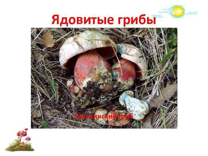 Ядовитые грибы Сатанинский гриб Говорушка беловатая Боровик несъедобный 