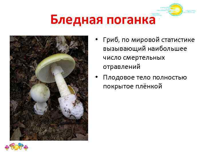 Бледная поганка • Гриб, по мировой статистике вызывающий наибольшее число смертельных отравлений • Плодовое