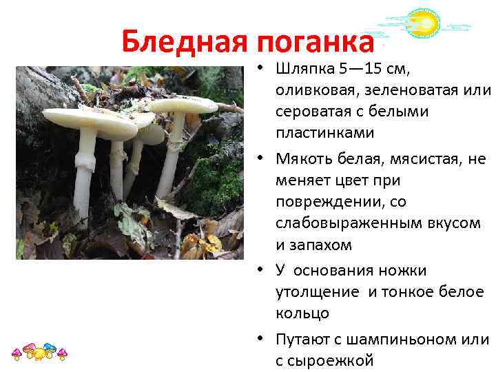 Бледная поганка • Шляпка 5— 15 см, оливковая, зеленоватая или сероватая с белыми пластинками
