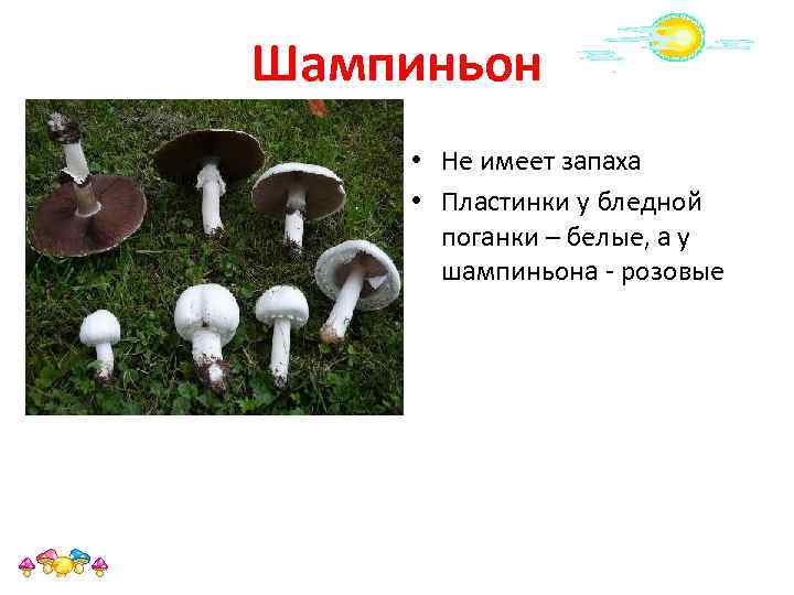 Шампиньон • Не имеет запаха • Пластинки у бледной поганки – белые, а у