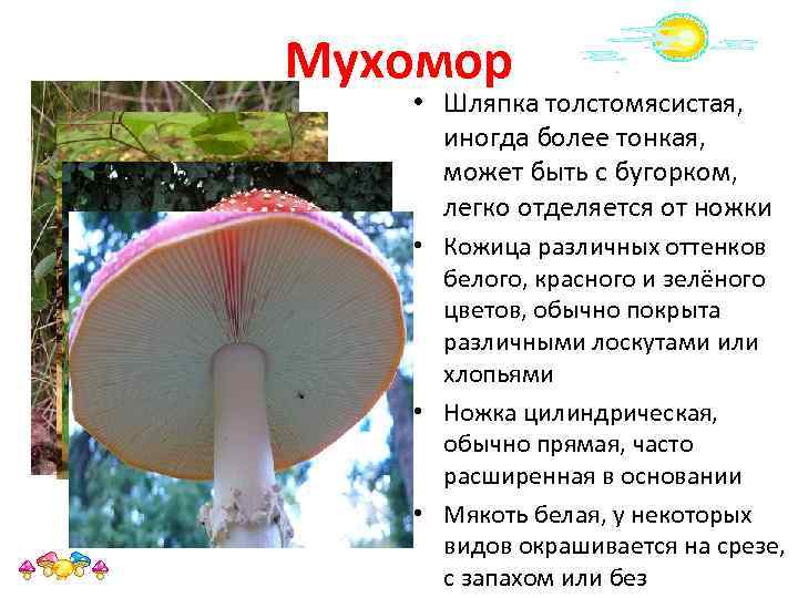 Мухомор • Шляпка толстомясистая, иногда более тонкая, может быть с бугорком, легко отделяется от
