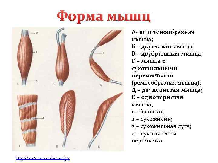 Продольные мышцы. Формы мышц. Веретенообразная мышца. Мышцы веретенообразной формы. Классификация мышц по форме веретенообразная.