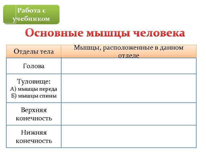 Мышцы человеческого тела лабораторная работа 8 класс