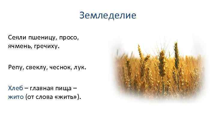Земледелие Сеяли пшеницу, просо, ячмень, гречиху. Репу, свеклу, чеснок, лук. Хлеб – главная пища
