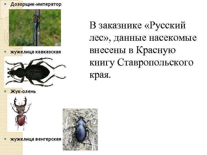 Какой тип развития характерен для жужелицы крымской изображенной на рисунке