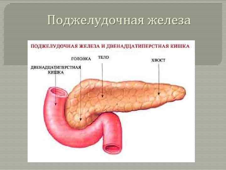 Поджелудочная железа 