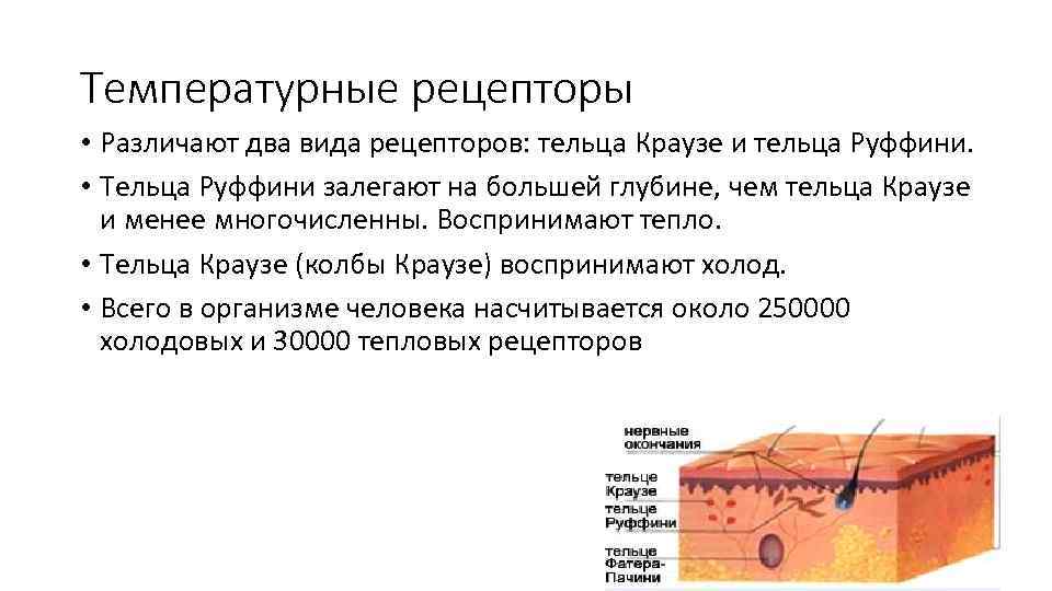 Температурные рецепторы • Различают два вида рецепторов: тельца Краузе и тельца Руффини. • Тельца