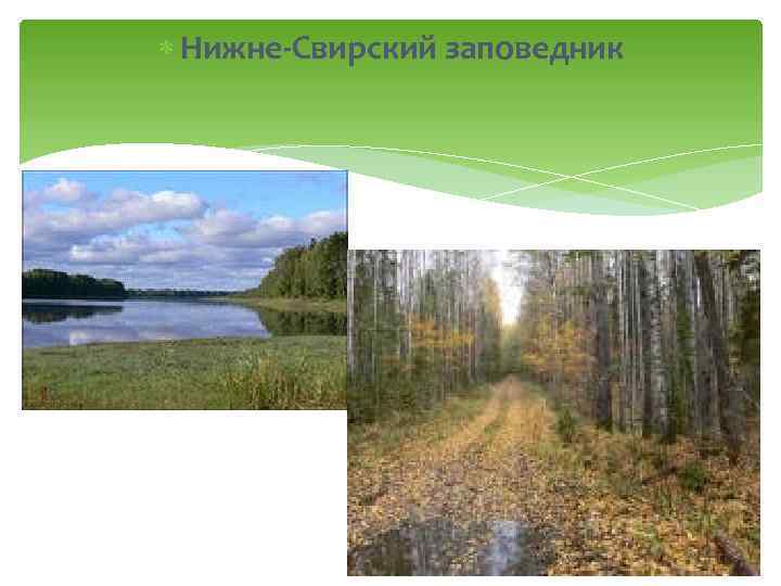  Нижне-Свирский заповедник 