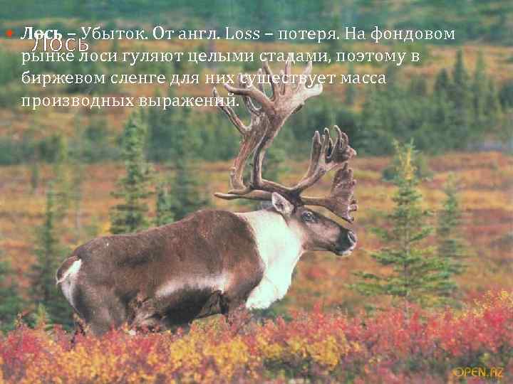  Лось – Убыток. От англ. Loss – потеря. На фондовом Лось рынке лоси