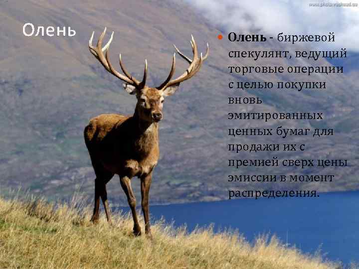 Олень - биржевой спекулянт, ведущий торговые операции с целью покупки вновь эмитированных ценных бумаг