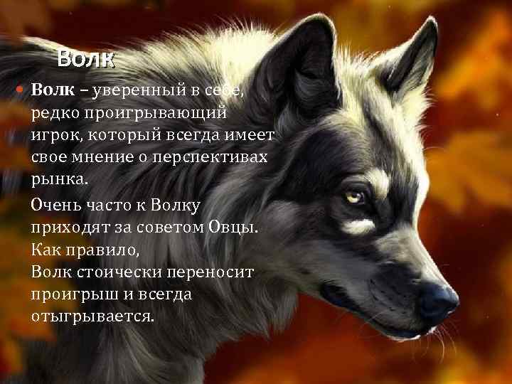 Волк – уверенный в себе, редко проигрывающий игрок, который всегда имеет свое мнение о