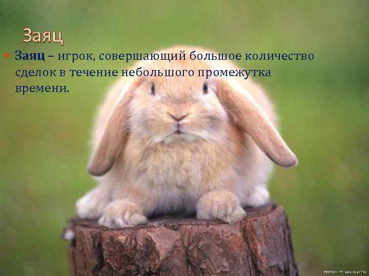 Заяц – игрок, совершающий большое количество сделок в течение небольшого промежутка времени. 