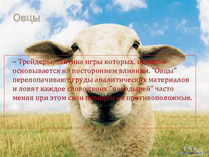 Овцы – Трейдеры, тактика игры которых, целиком основывается на постороннем влиянии. "Овцы" перелопачивают груды