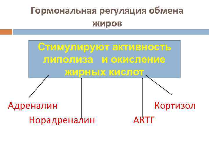 Гормональная регуляция обмена жиров Стимулируют активность липолиза и окисление жирных кислот Адреналин Норадреналин Кортизол