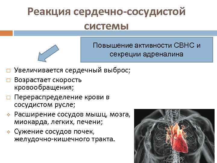 Реакция сердечно-сосудистой системы Повышение активности СВНС и секреции адреналина v v Увеличивается сердечный выброс;