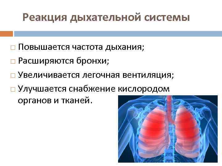 Реакция дыхательной системы Повышается частота дыхания; Расширяются бронхи; Увеличивается легочная вентиляция; Улучшается снабжение кислородом