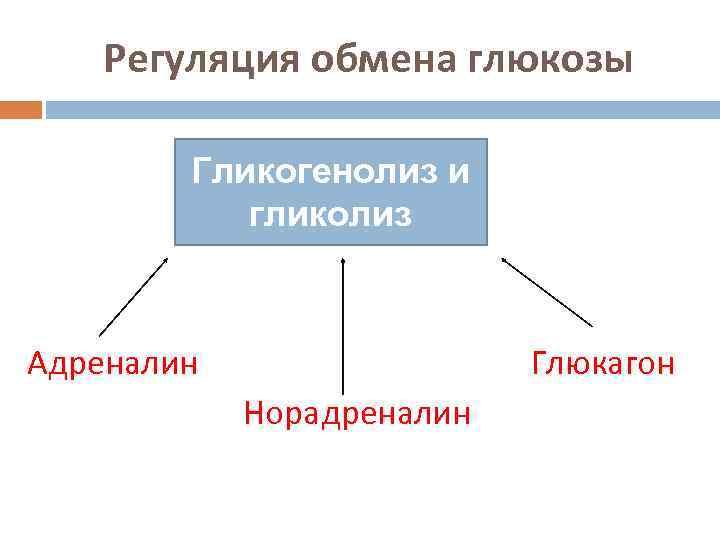 Регуляция обмена глюкозы Гликогенолиз и гликолиз Адреналин Глюкагон Норадреналин 