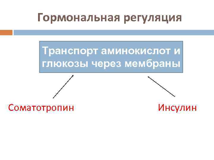 Гормональная регуляция Транспорт аминокислот и глюкозы через мембраны Соматотропин Инсулин 