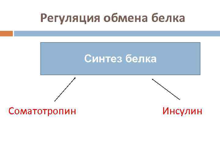 Регуляция обмена белка Синтез белка Соматотропин Инсулин 