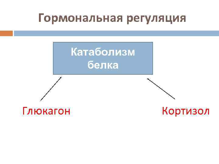 Гормональная регуляция Катаболизм белка Глюкагон Кортизол 