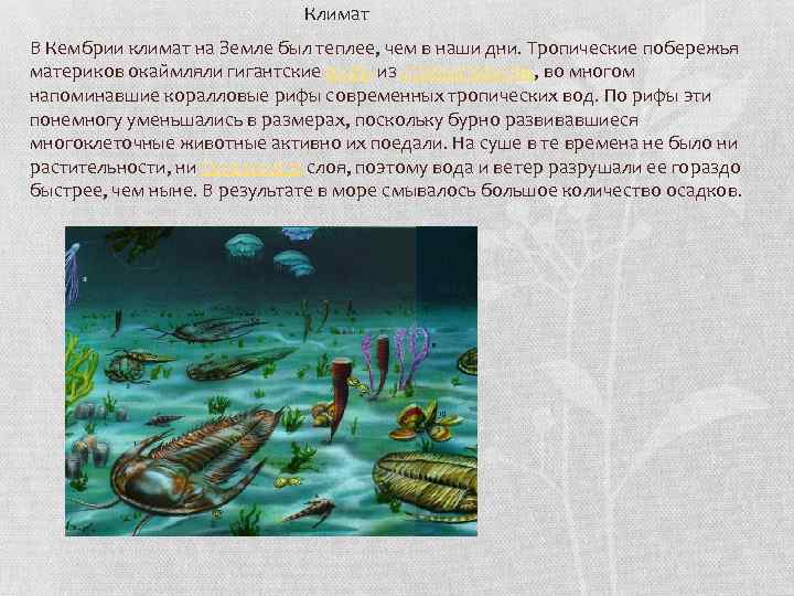 Климат В Кембрии климат на Земле был теплее, чем в наши дни. Тропические побережья