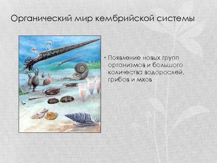 Органический мир кембрийской системы • Появление новых групп организмов и большого количества водорослей, грибов