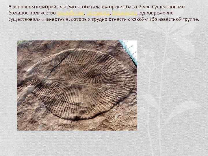 В основном кембрийская биота обитала в морских бассейнах. Существовало большое количество трилобитов, гастропод, брахиопод,