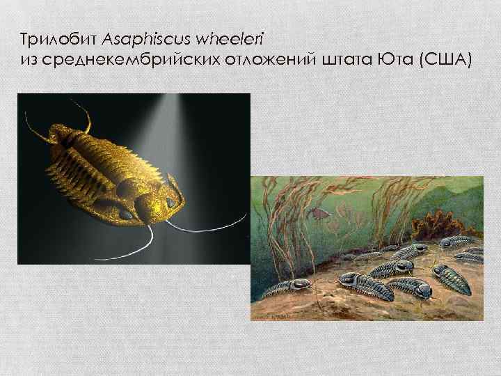 Трилобит Asaphiscus wheeleri из среднекембрийских отложений штата Юта (США) 
