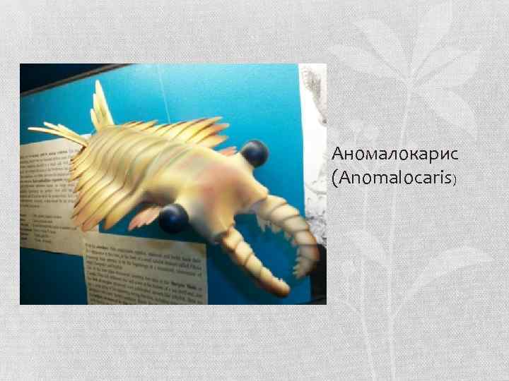 Аномалокарис (Anomalocaris) • А н о м а л о к а р и