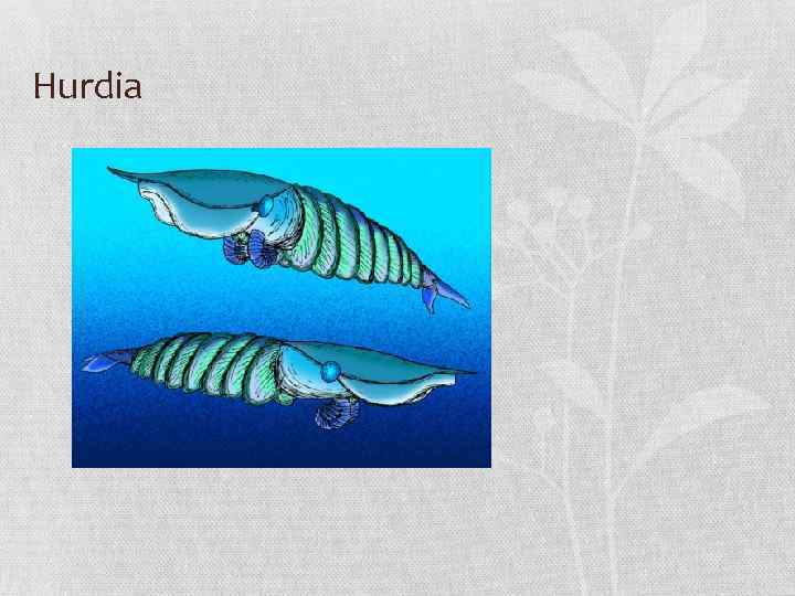 Hurdia 