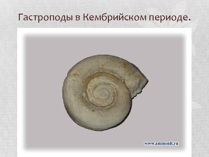 Гастроподы в Кембрийском периоде. 