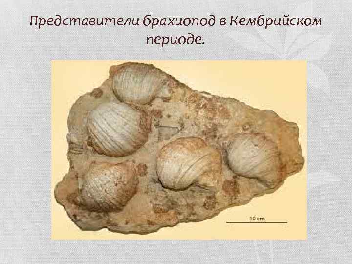 Представители брахиопод в Кембрийском периоде. 