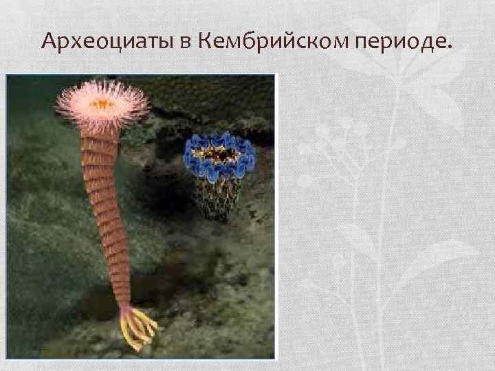 Археоциаты в Кембрийском периоде. 