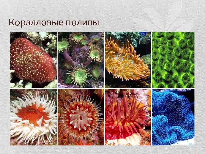 Коралловые полипы 