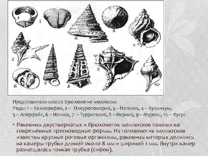 Представители класса Брюхоногие моллюски Роды: 1 – Беллерофон, 2 – Плеуротомариа, 3 – Пателла,