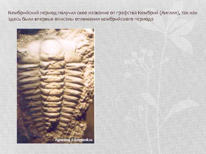 Кембрийский период получил свое название от графства Кембрий (Англия), так как здесь были впервые