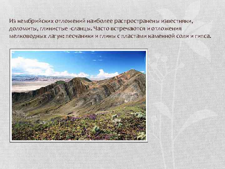 Из кембрийских отложений наиболее распространены известняки, доломиты, глинистые -сланцы. Часто встречаются и отложения мелководных
