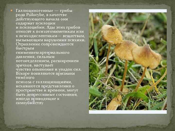  Галлюциногенные — грибы рода Psilocybe, в качестве действующего начала они содержат псилоцин и
