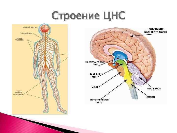 Строение ЦНС 