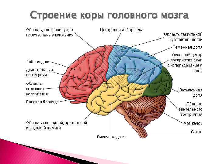 Строение коры головного мозга 