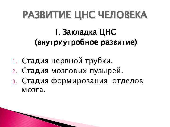 РАЗВИТИЕ ЦНС ЧЕЛОВЕКА I. Закладка ЦНС (внутриутробное развитие) 1. 2. 3. Стадия нервной трубки.