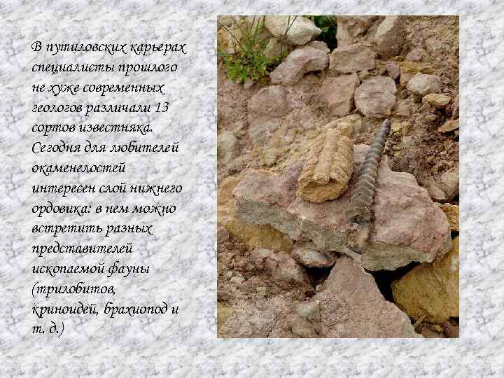В путиловских карьерах специалисты прошлого не хуже современных геологов различали 13 сортов известняка. Сегодня